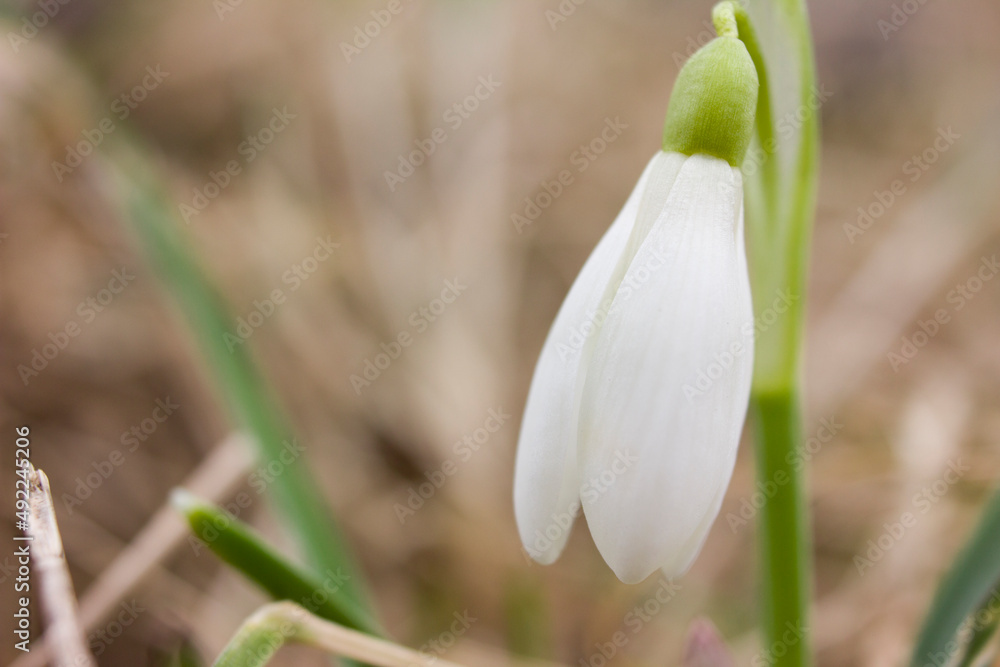 Snowdrops macro, the first flowers of spring Snowdrops macro, the first flowers of spring