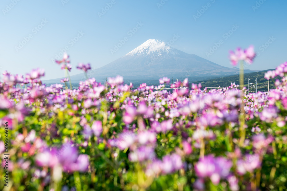 Fototapeta premium Mount Fuji with cosmos flowers in spring, Shizuoka Prefecture, Japan