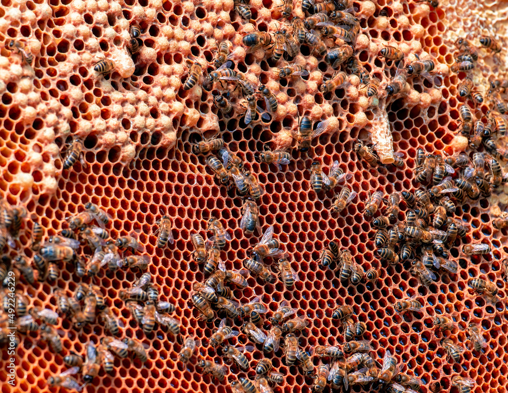 close up of beehive cells close up of beehive cells