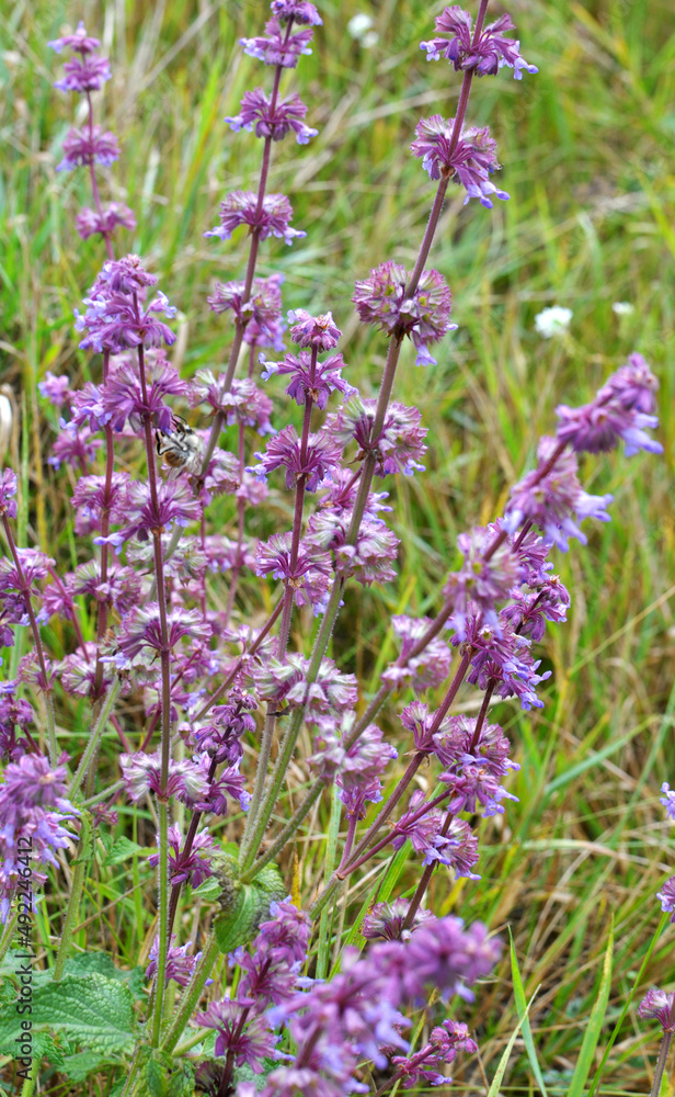 In nature, the blooms Salvia verticillata