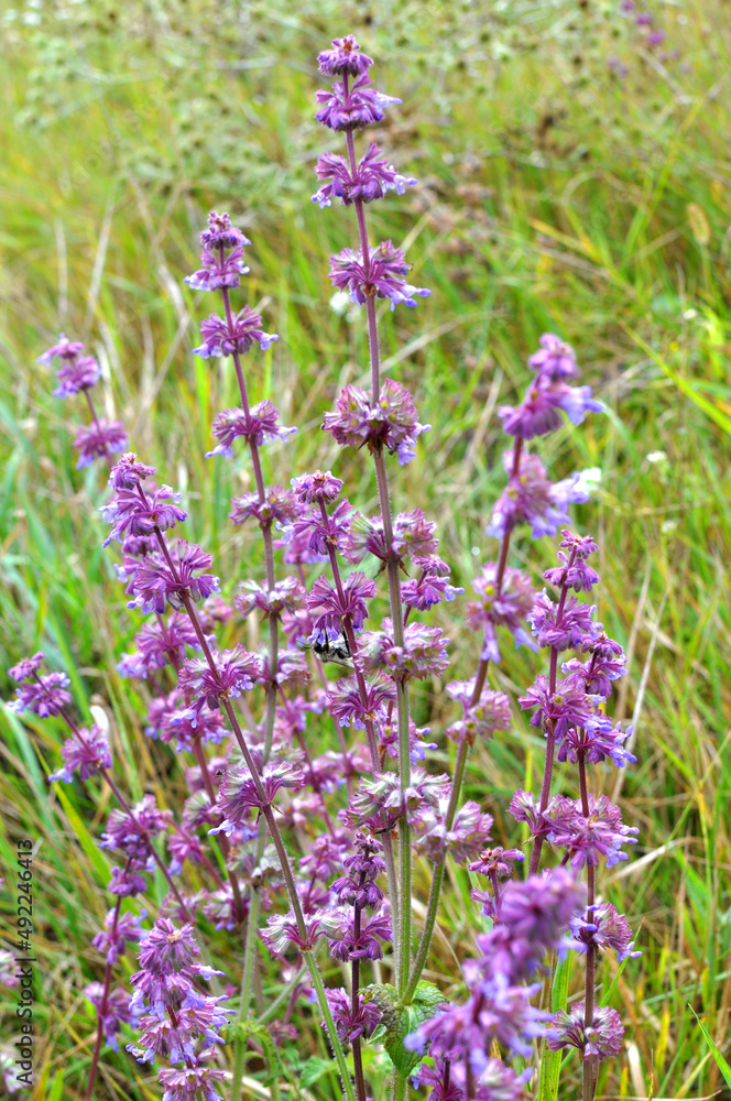 Obraz premium In nature, the blooms Salvia verticillata