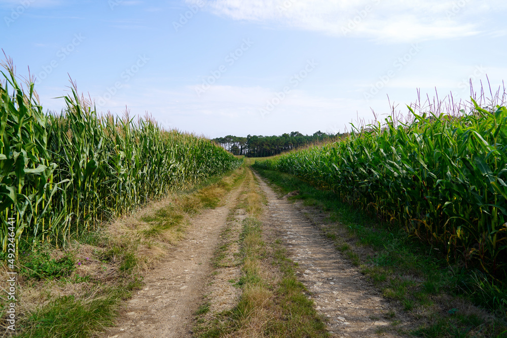 Fototapeta premium Dirt path between cornfields in sunny day.