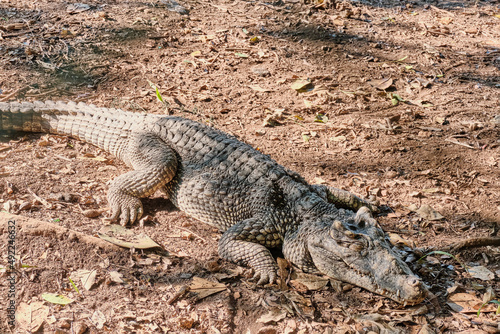 Crocodile sleeping on ground in Zapata peninsula nature park, Cuba. © IrinaK