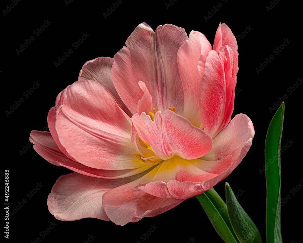 Beautiful pink-white blooming tulip with green stem and leaves isolated on black background. Close-up shot. Beautiful pink-white blooming tulip with green stem and leaves isolated on black background. Close-up shot.