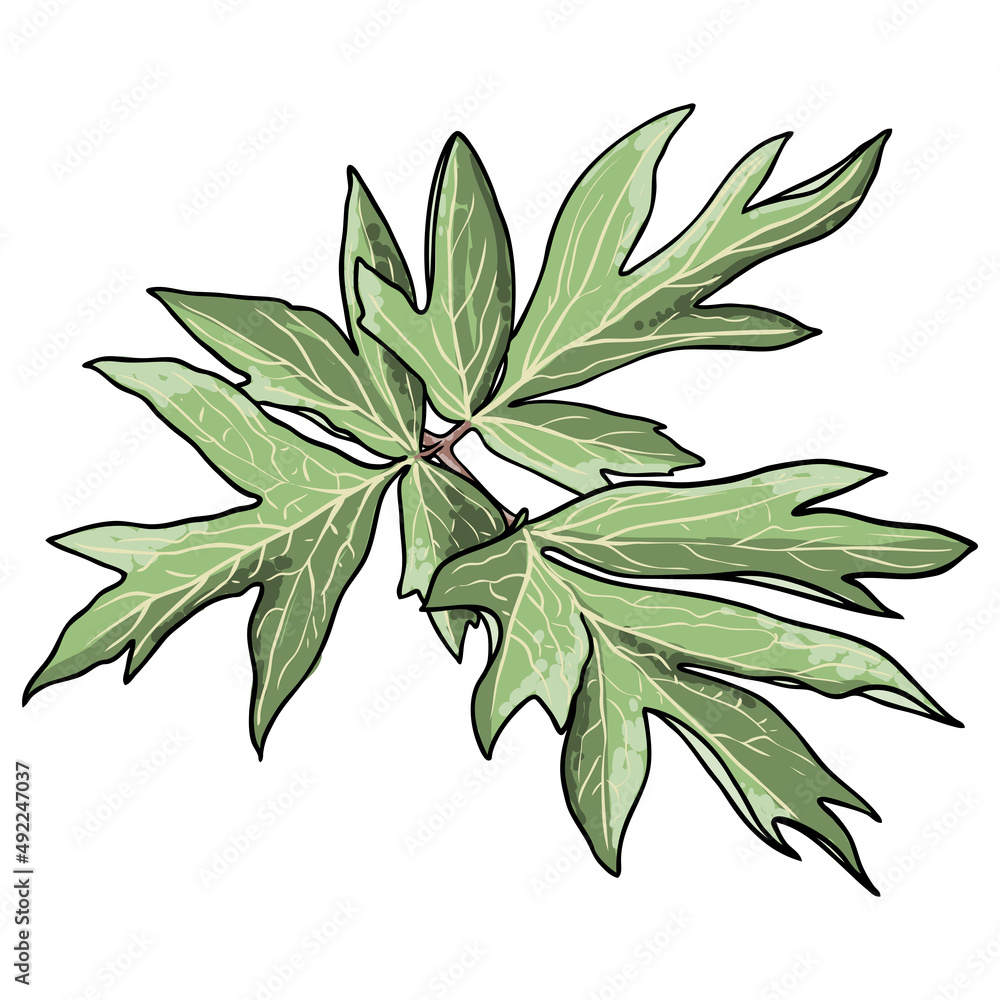 Peony or Water lily flower leaf. Floral botany peony branch green leaves. Vector. Peony or Water lily flower leaf. Floral botany peony branch green leaves. Vector.