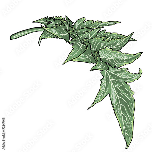 Artichoke leaves. Perennial cardoon or Cynara cardunculus, used for eating of the leaf stem. Spiny, gray green foliage evergreen. Vector.