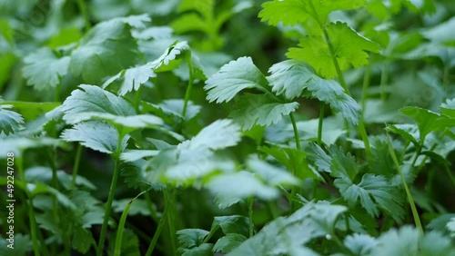 The coriander plant in the fresh green planting brush was being lightly blown by the wind.