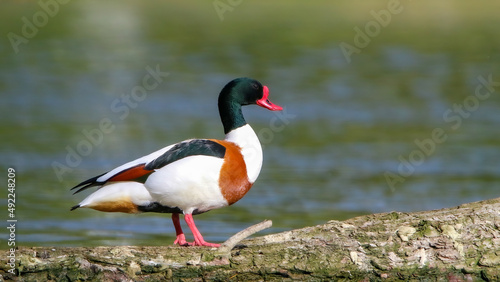 Common shelduck male