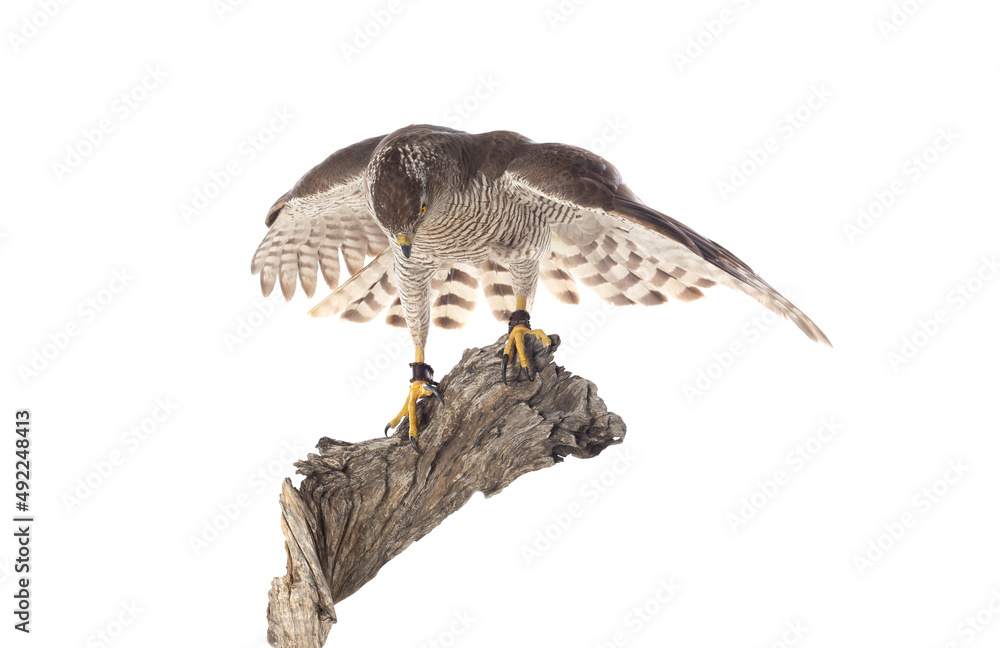 Fototapeta premium Birds of prey - Young northern goshawk