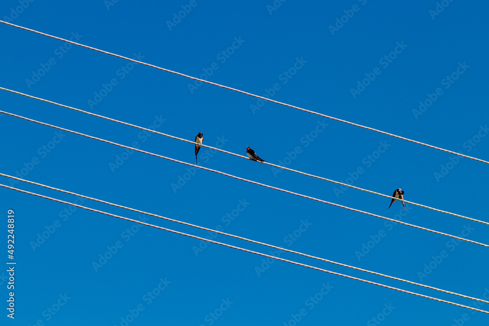 Birds sit on electric wires against the blue sky Birds sit on electric wires against the blue sky