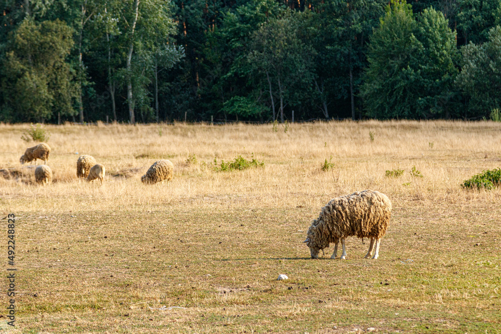 Obraz premium Beautiful rams graze on the farm
