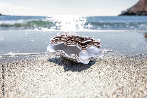 Auster am Meeresstrand