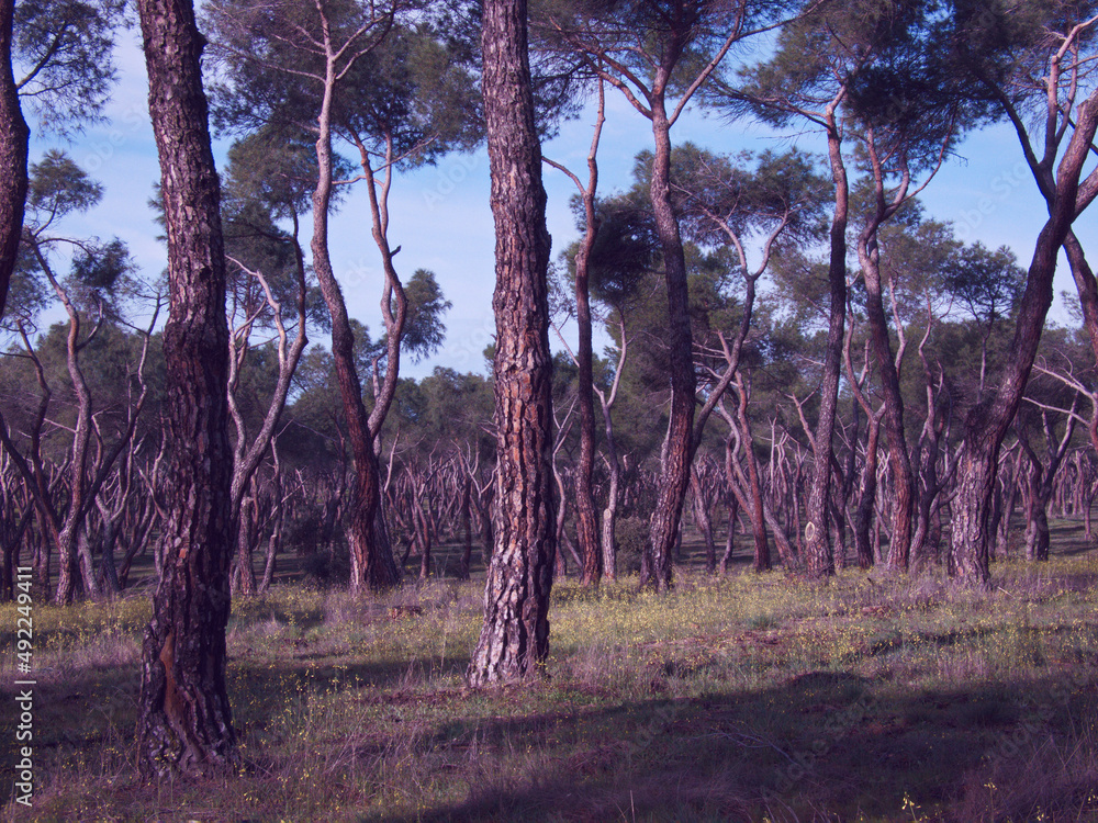 Fototapeta premium krajobraz las drzewa rośliny trawa niebo