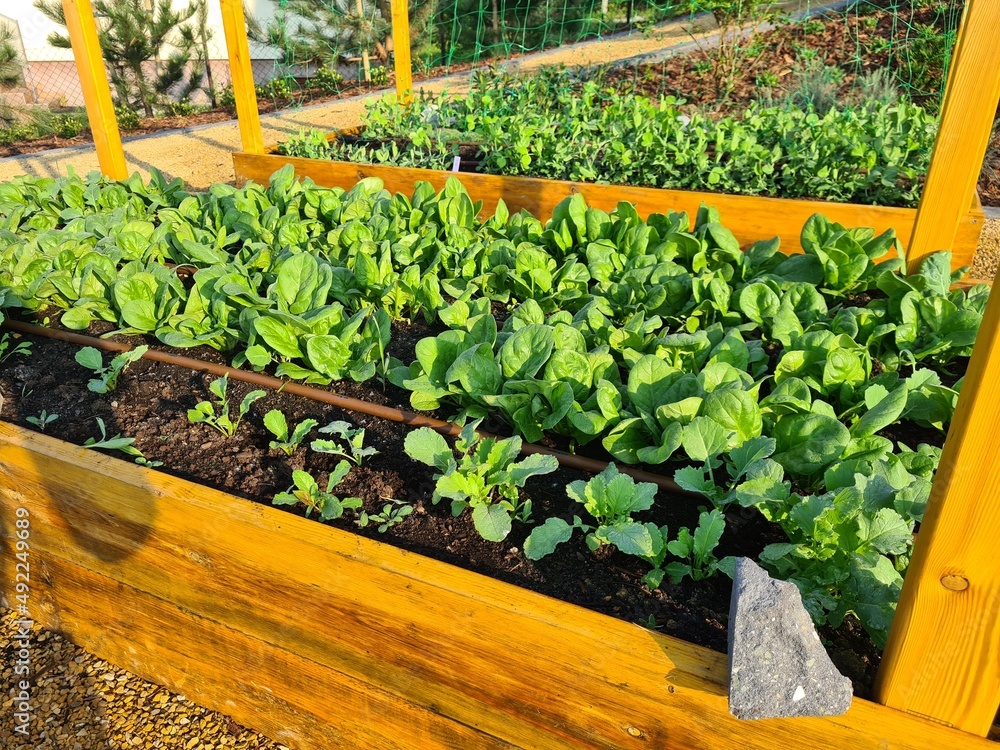 Obraz premium ogród warzywny 