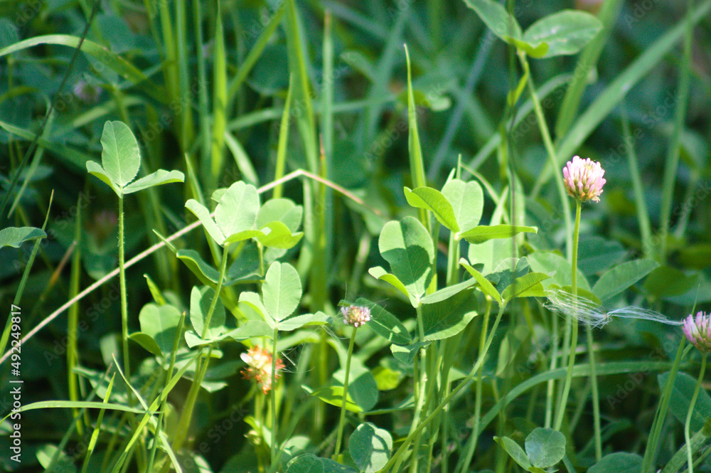Strawberry clover closeup view with selective focus on foreground Strawberry clover closeup view with selective focus on foreground