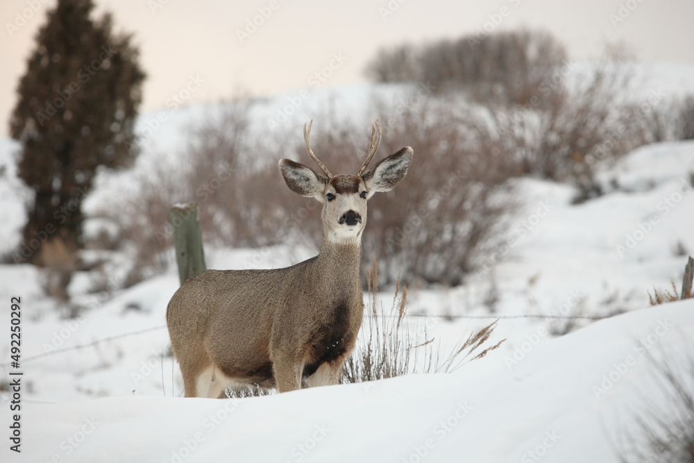Mule deer