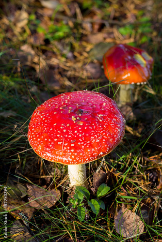 fly mushroom in forest © Joose