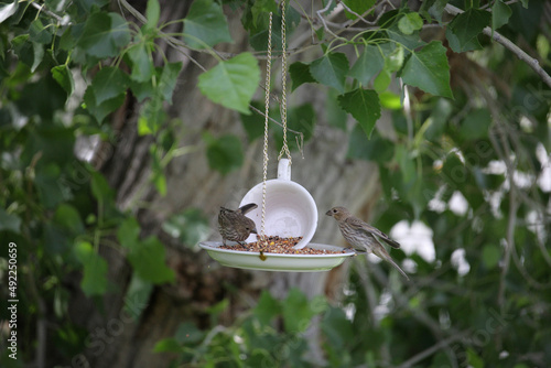 tea cup bird feeder