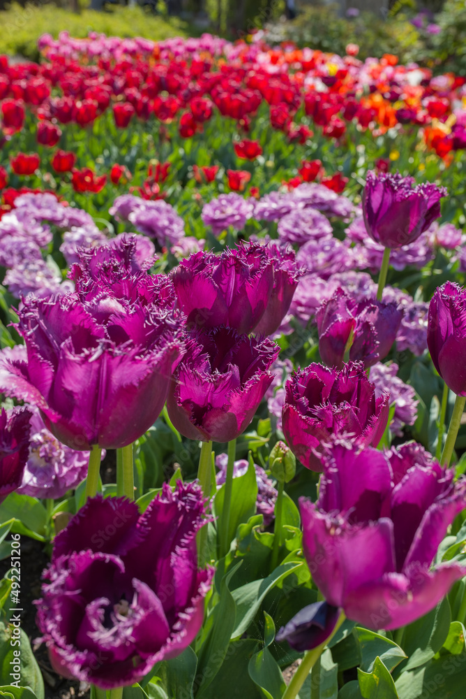 beautiful and colorful tulips with green leaves on the meadow in spring beautiful and colorful tulips with green leaves on the meadow in spring