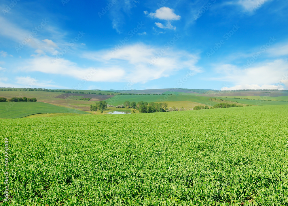 Green pea field and blue sky. Agricultural landscape.