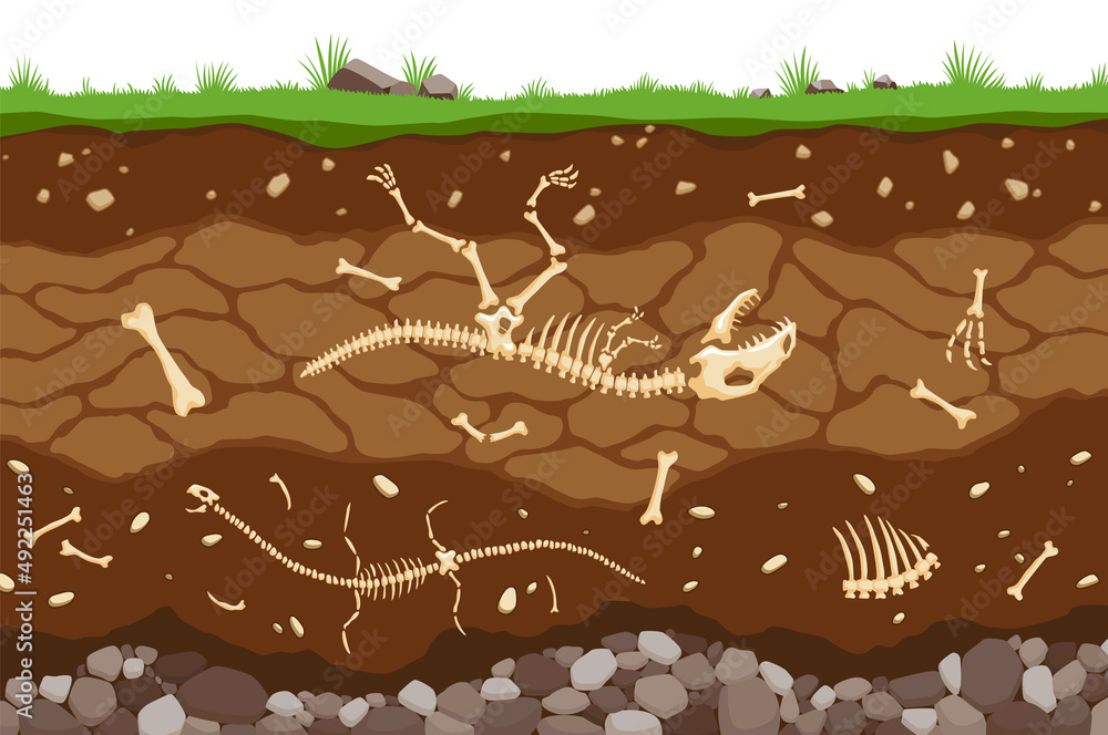 Soil layers with bones. Surface horizons of the soil with the fossil
