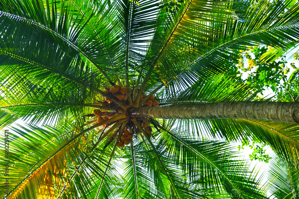 Fototapeta premium Coconut palm with lush leaves and ripe coconuts. Concept - vacation and travel.