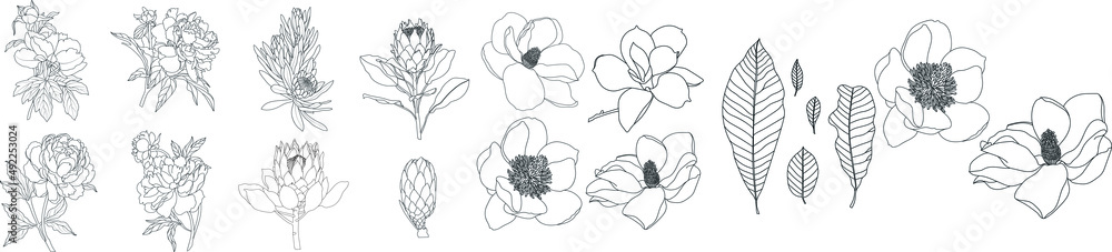Set of graphical hand drawn flowers peony, daisy, magnolia. Vector. Set of graphical hand drawn flowers peony, daisy, magnolia. Vector.
