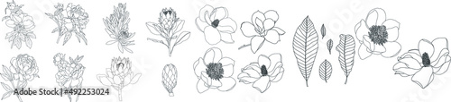 Set of graphical hand drawn flowers peony, daisy, magnolia. Vector.