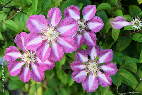 pink and purple flowers