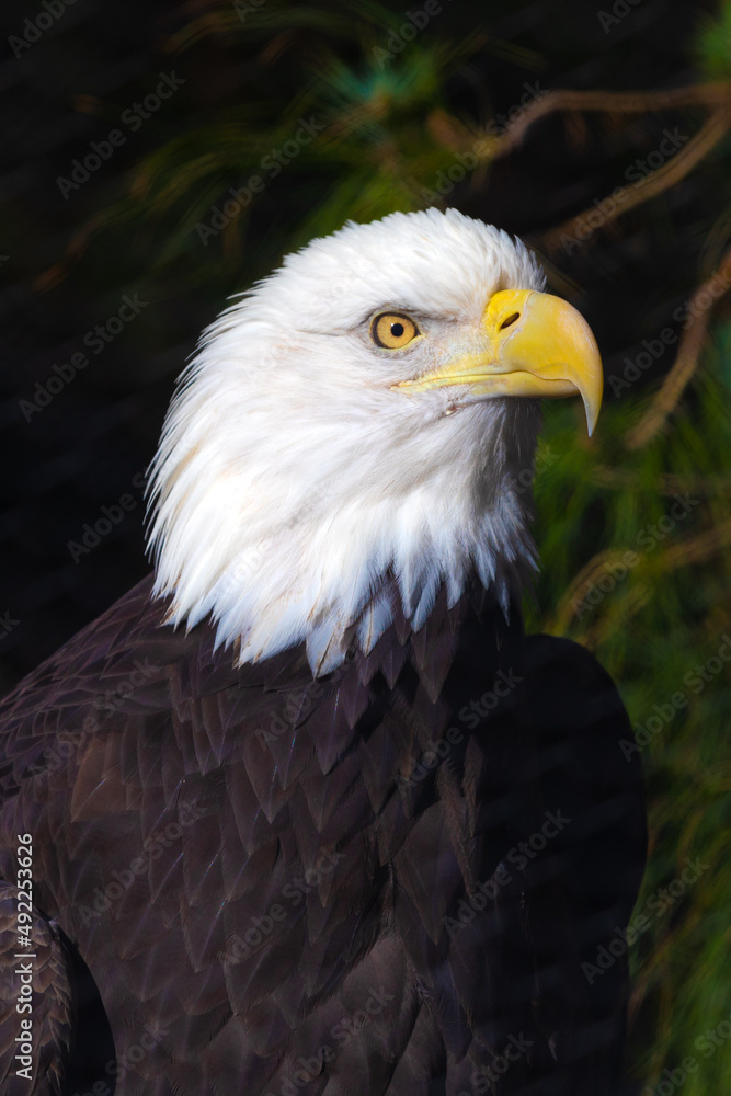 Bald Eagle looking intently headshot with crisp white feathers for beautiful patriotic scenes from United States of America Bald Eagle looking intently headshot with crisp white feathers for beautiful patriotic scenes from United States of America