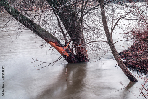 A slow shutter speed gives the fast moving Chenango River a very soft glassy look.  Shot at Otsiningo Park in Binghamton in Upstate NY.  Tree bark scarred from debris hitting it during snow melt flood photo
