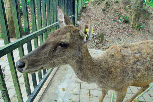 close up of Timor deer (cervus timorensis) in one of the breeding areas in Lampung, Indonesia photo