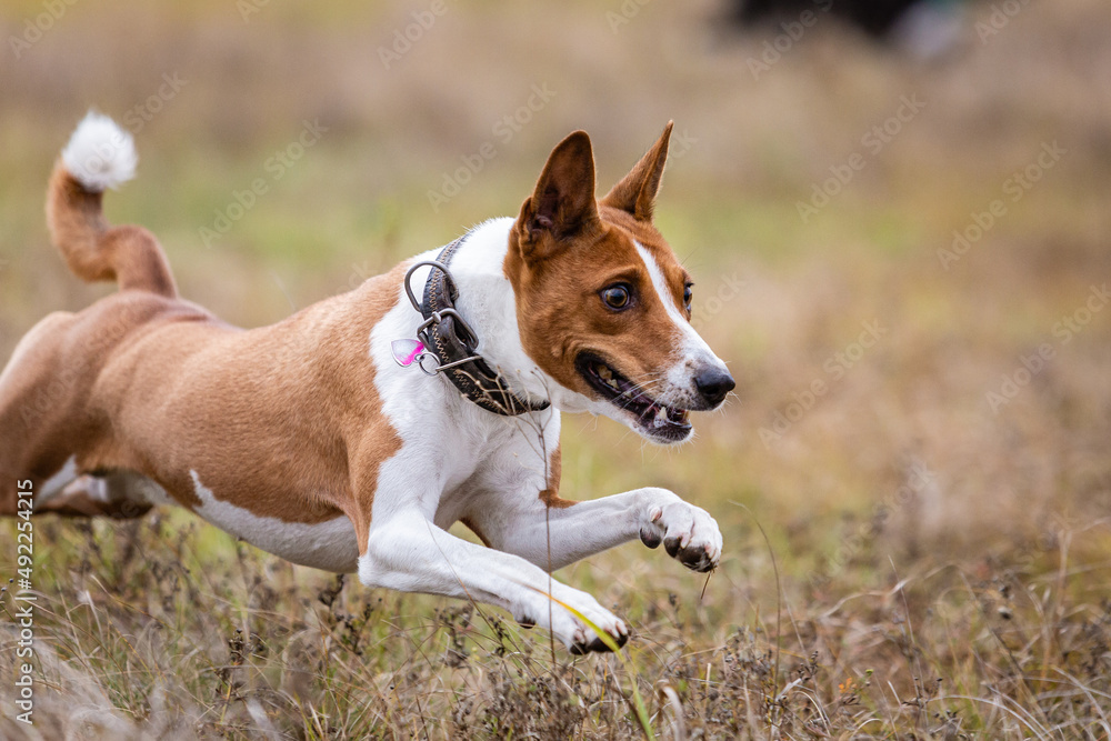 asenji dog chasing bait in a field