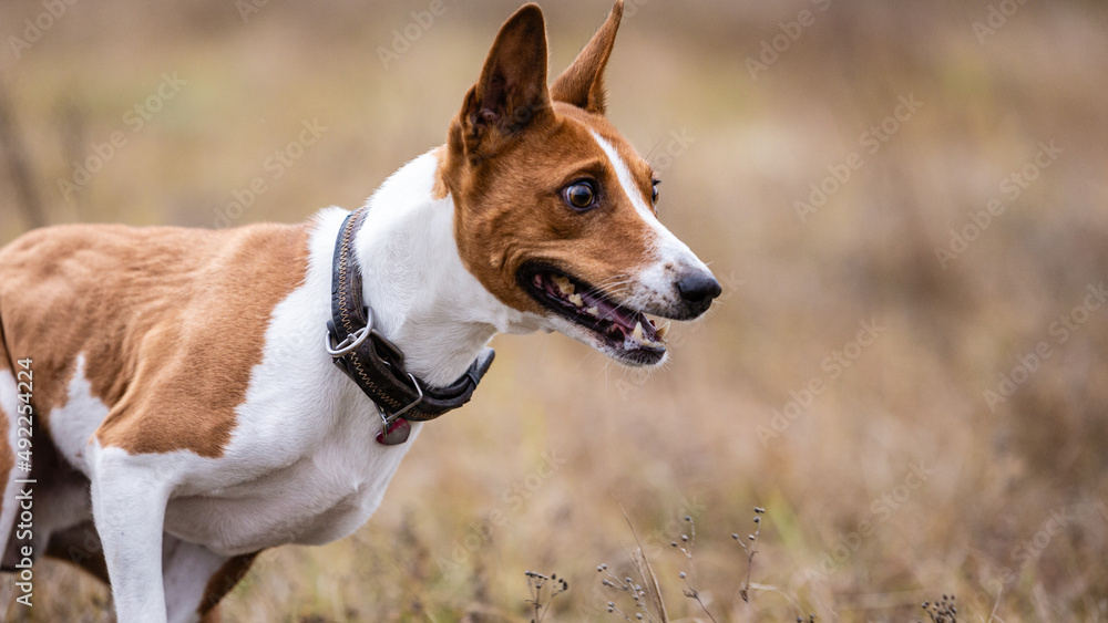 asenji dog chasing bait in a field asenji dog chasing bait in a field