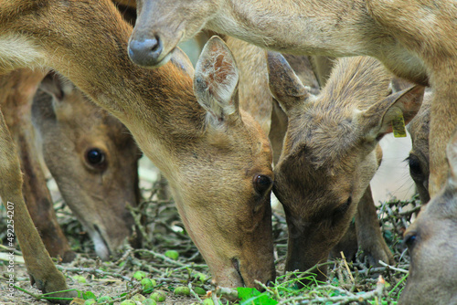 A group of Timor Deer (cervus timorensis) in a breeding center in Lampung, Indonesia photo