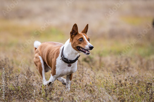 Fototapeta Naklejka Na Ścianę i Meble -  asenji dog chasing bait in a field