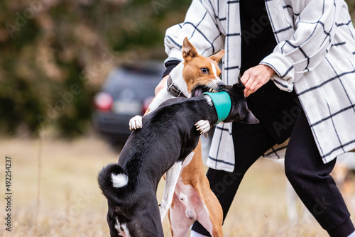 Schilderij op canvas Basenji dogs fighting for bait in a field