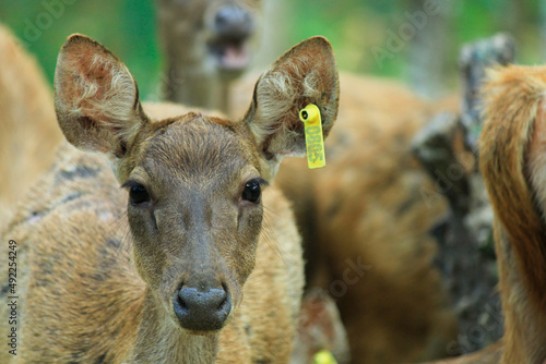 close up of Timor deer (cervus timorensis) in one of the breeding areas in Lampung, Indonesia photo