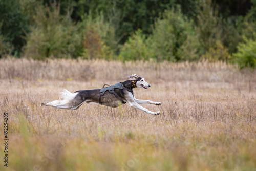 Saluki greyhound dog chasing bait in a field