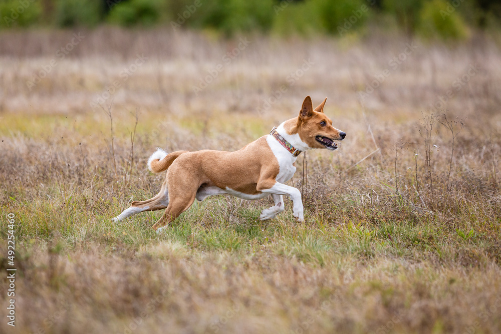 asenji dog chasing bait in a field asenji dog chasing bait in a field