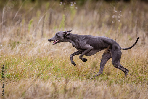Small Dog Italian Greyhound pursues bait in the field