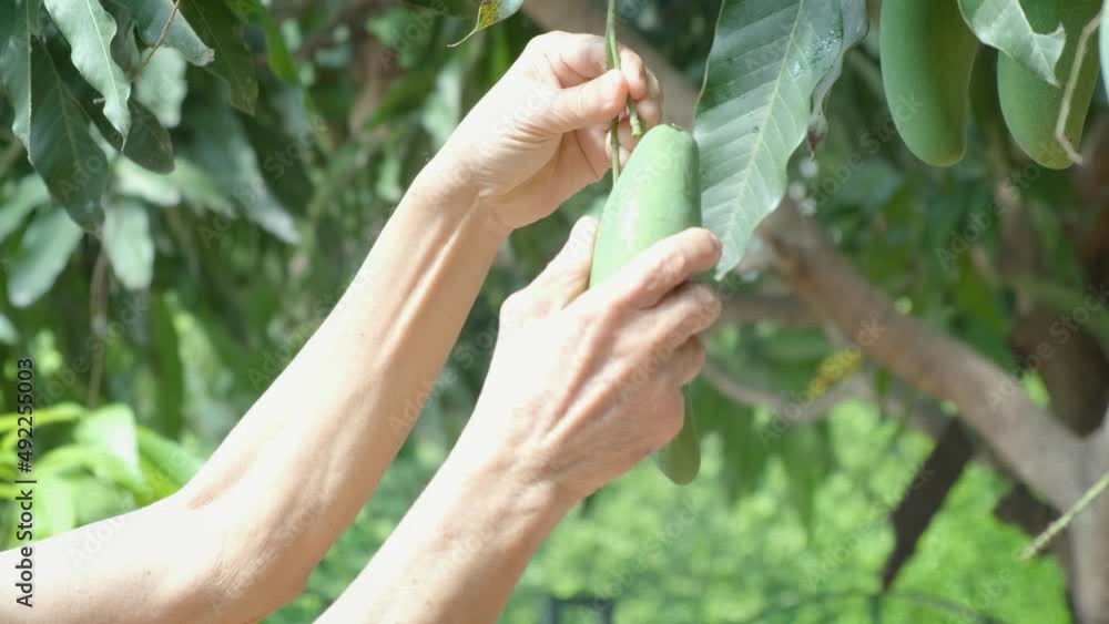 The mango tree is full of mangoes in the Mango season in Thailand, organic fruit and vegetable concept. senior man elderly gardener's hand who are picking mangoes and plucking mangoes from the trees The mango tree is full of mangoes in the Mango season in Thailand, organic fruit and vegetable concept. senior man elderly gardener's hand who are picking mangoes and plucking mangoes from the trees