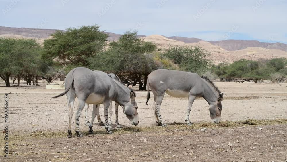 Somali wild donkey (Equus africanus) in nature reserve of the Middle East. This species is extremely rare both in nature and in captivity Somali wild donkey (Equus africanus) in nature reserve of the Middle East. This species is extremely rare both in nature and in captivity