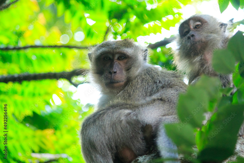 Fototapeta premium Mother monkey with her child is on a green tree