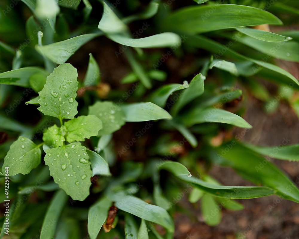 bright green grass leaves growing in drops bright green grass leaves growing in drops