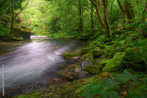 Overwhelming greenery on mossy rocks and vegetation by a river