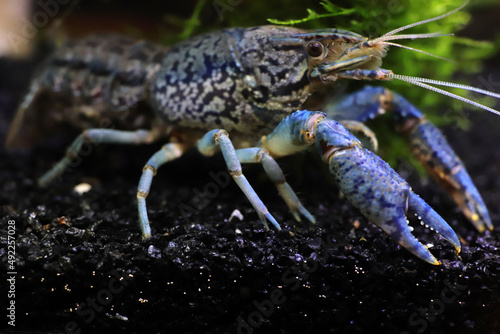 Blue marble crayfish. Macro closeup. photo