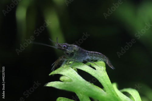 Marble crayfish baby on a branch of algae. photo