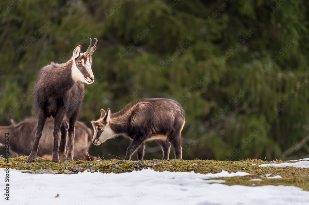 Chamois in the snow. Two rupicapra rupicapra looking at camera in Switzerland. Chamois in the snow. Two rupicapra rupicapra looking at camera in Switzerland.