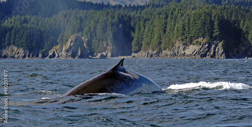 Fin Whale Surfacing Off Coast Of Kodiak Island